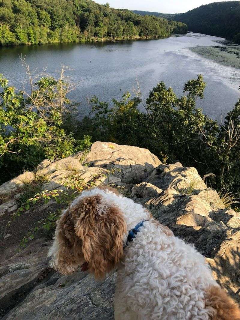 Practical Tips Before You Leash Up
