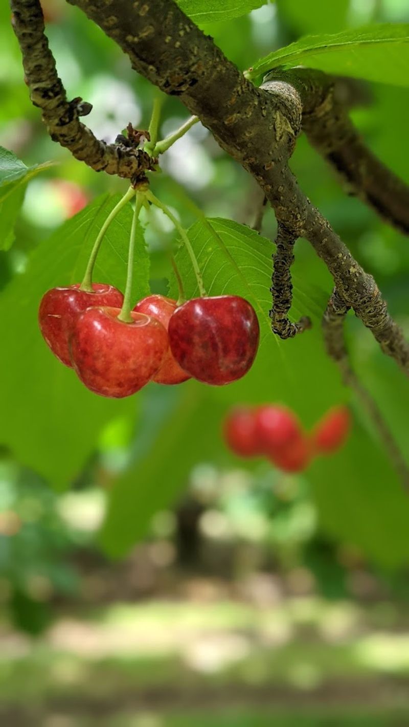 Cherry Picking In Connecticut Begins Soon, And This Farm Lets Visitors Fill A Bucket With Fresh Fruit - Decor Hint How To Make The Most Of A Short Visit