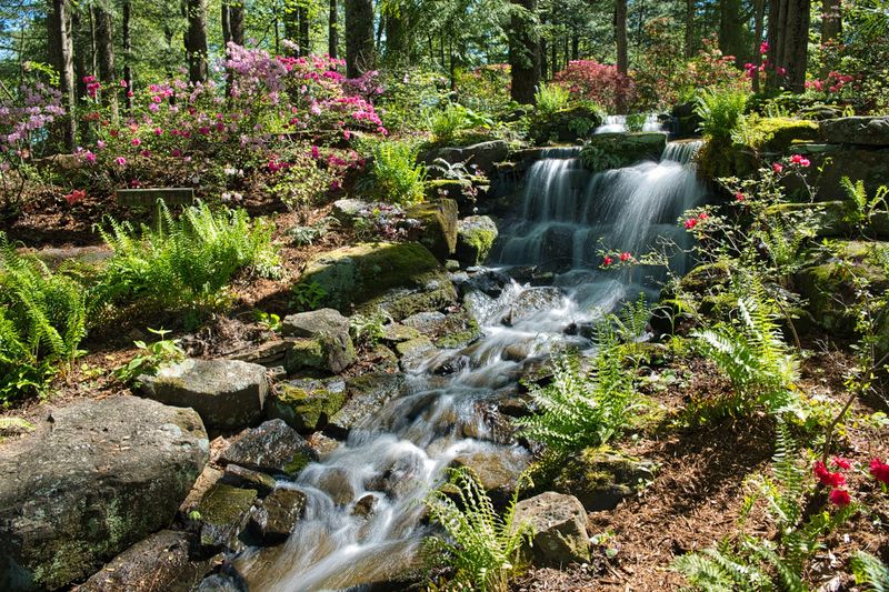Capturing The Perfect Garden Photo