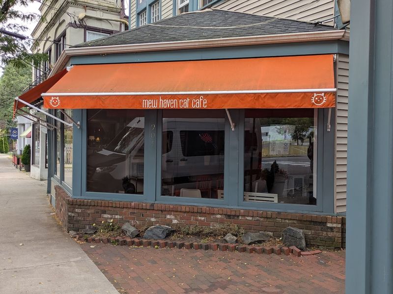 Where To Find Mew Haven Cat Cafe In Connecticut