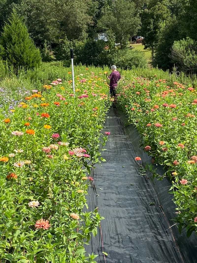 Why This Farm Deserves A Spot On Your Bucket List