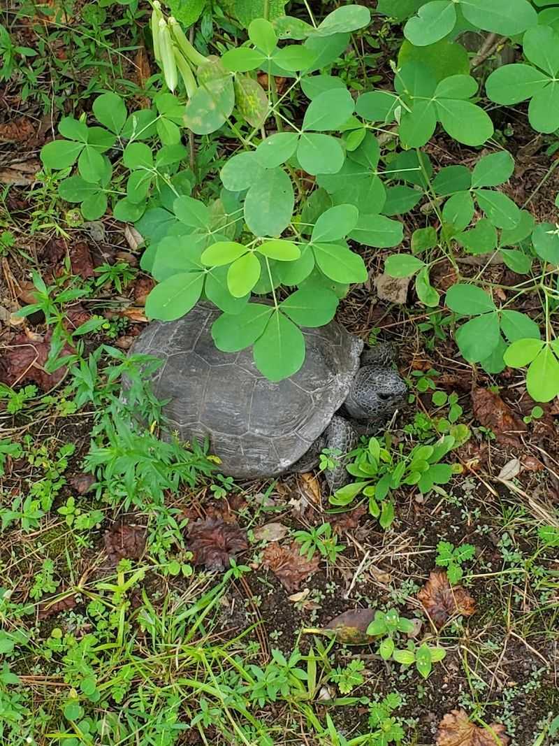 Other Animals You Will Meet At The Farm