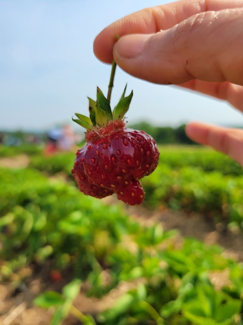 Sweet Treats After You Pick