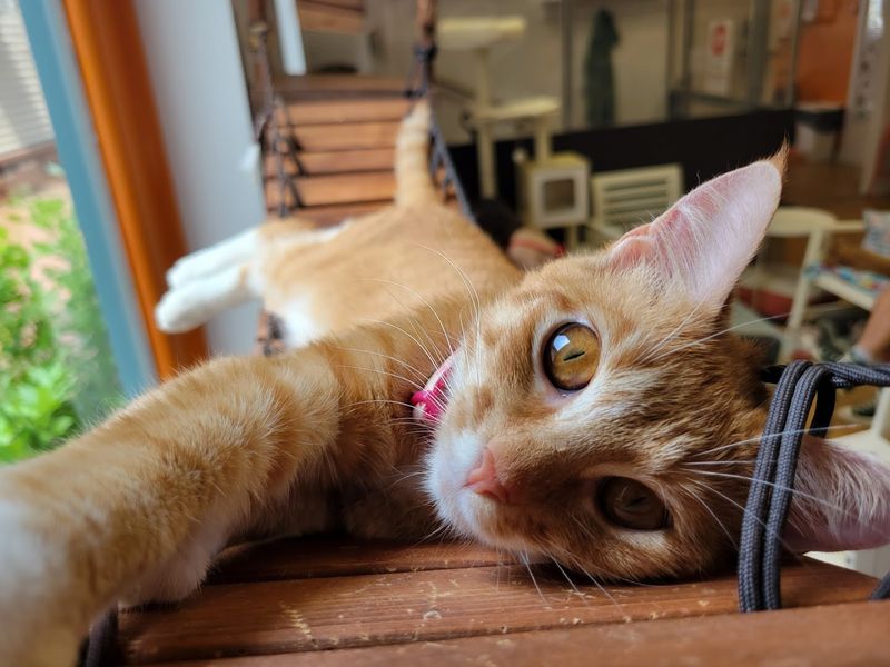 Why Cat Lovers Will Want To Stay A Little Longer