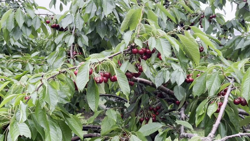 Cherry Picking In Connecticut Begins Soon, And This Farm Lets Visitors Fill A Bucket With Fresh Fruit - Decor Hint How The Pick-Your-Own Fun Works