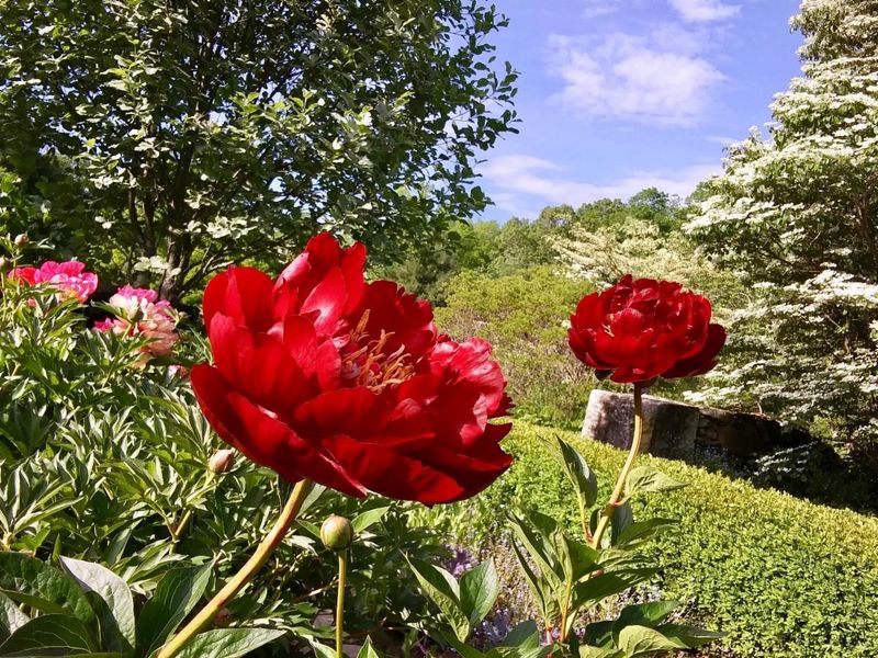 Why Garden Lovers Will Want Their Cameras Ready