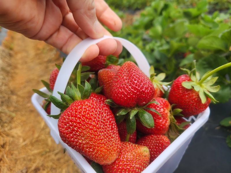 Picking By The Basket