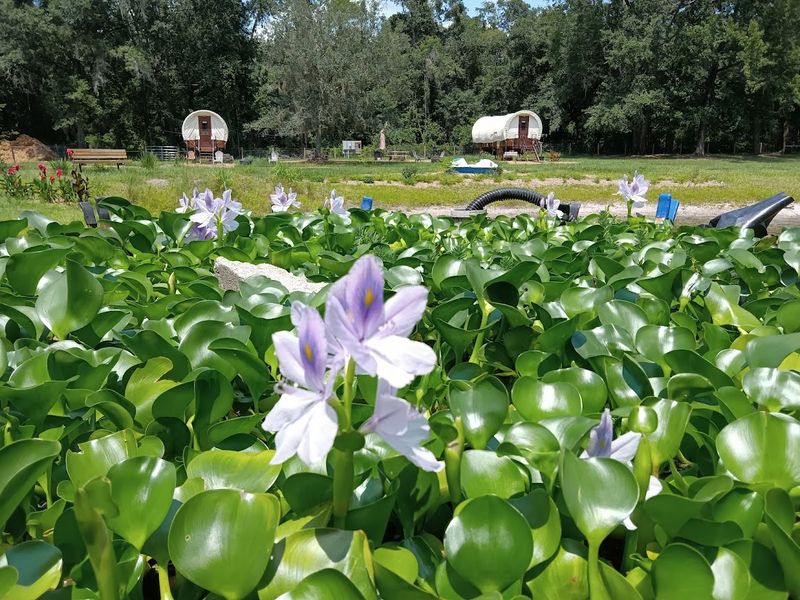Butterflies Blooming Flowers And A Quiet Pond To Unwind Beside