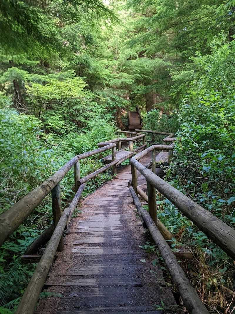 The Trail Through Ancient Forest