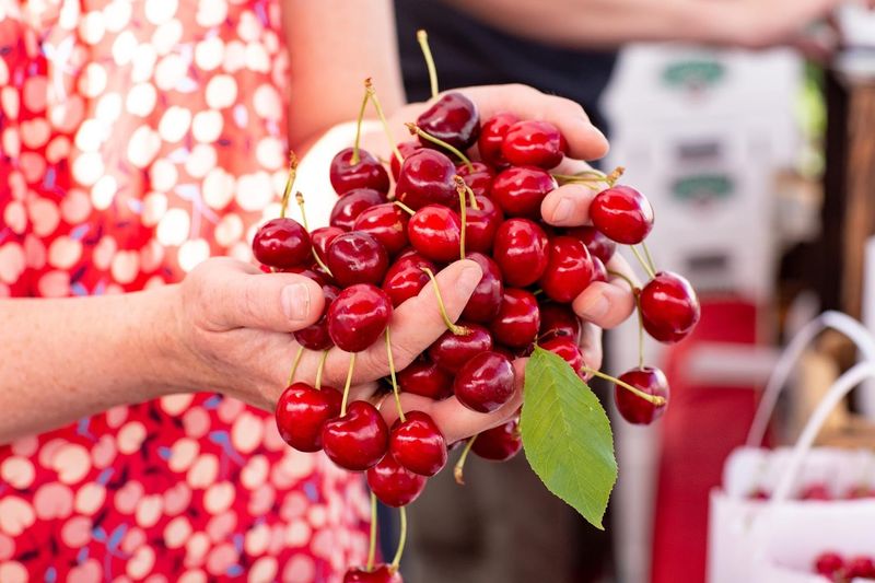 Cherry Season Kicks Off
