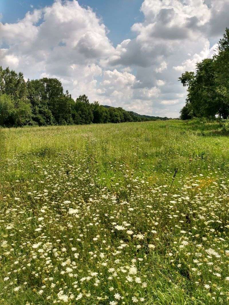 What The Fields Actually Look Like