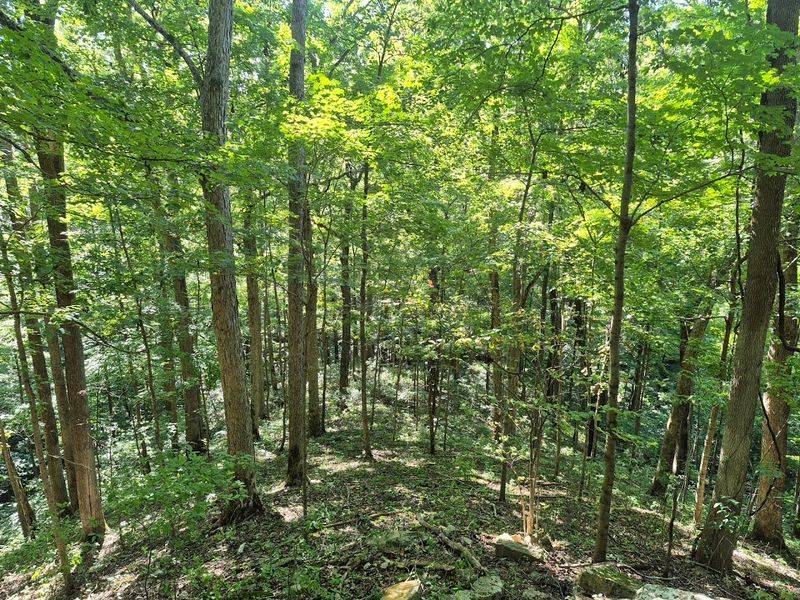 The Forest Scenery Overhead