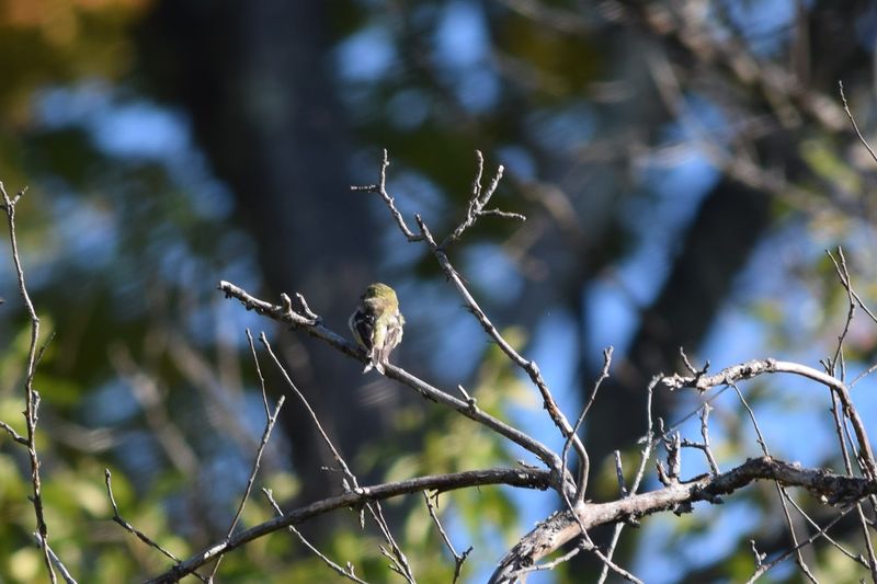 These 8 Connecticut Birdwatching Spots Feel Like Hidden Front-Row Seats To Nature - Decor Hint Sharon Audubon Center, Sharon