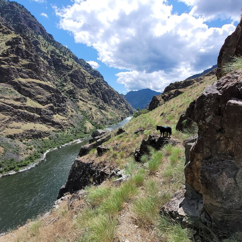 Wildlife Along The Canyon Walls