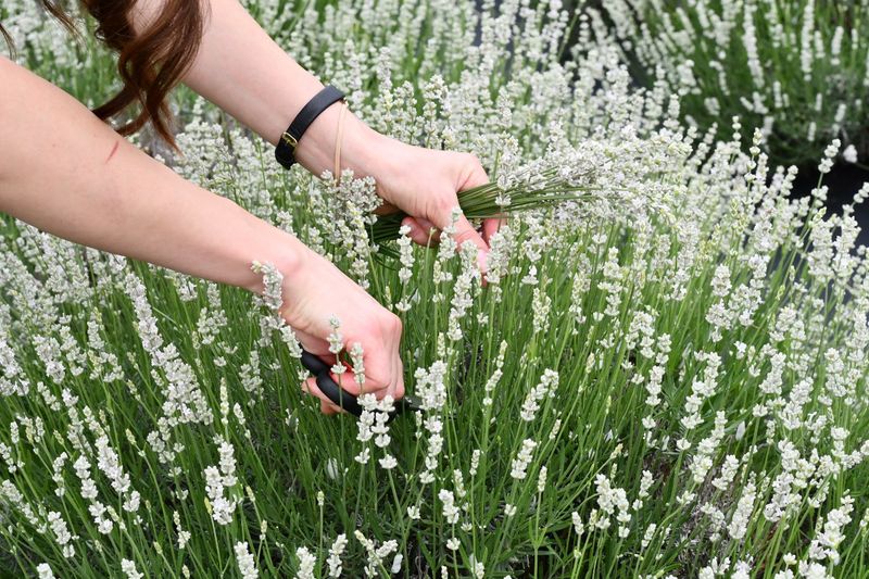 Why 2026 Is Your Year To Visit Kentucky's Lavender Bloom - Decor Hint Pick Your Own Lavender Straight From The Field