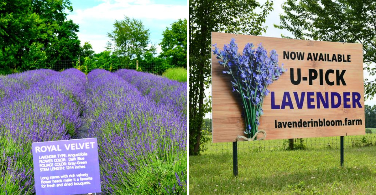 Why 2026 Is Your Year To Visit Kentuckys Lavender Bloom - Decor Hint