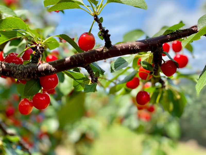 Cherry Picking In Connecticut Begins Soon, And This Farm Lets Visitors Fill A Bucket With Fresh Fruit - Decor Hint When To Go For The Freshest Picking