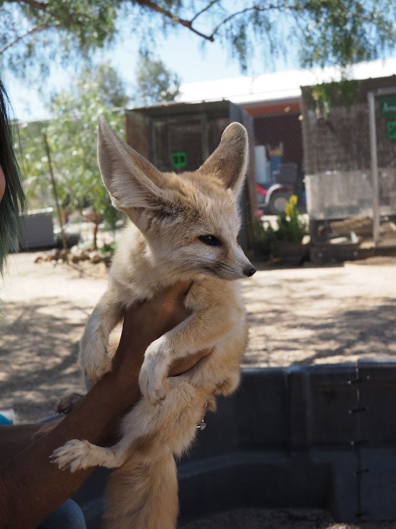 A Sanctuary, Not A Petting Zoo