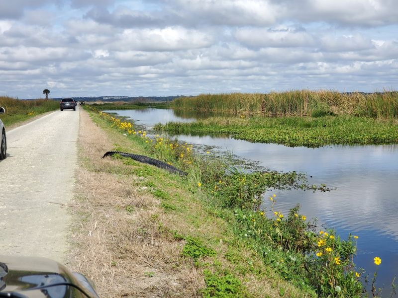 Planning Your Visit To The Wildlife Drive