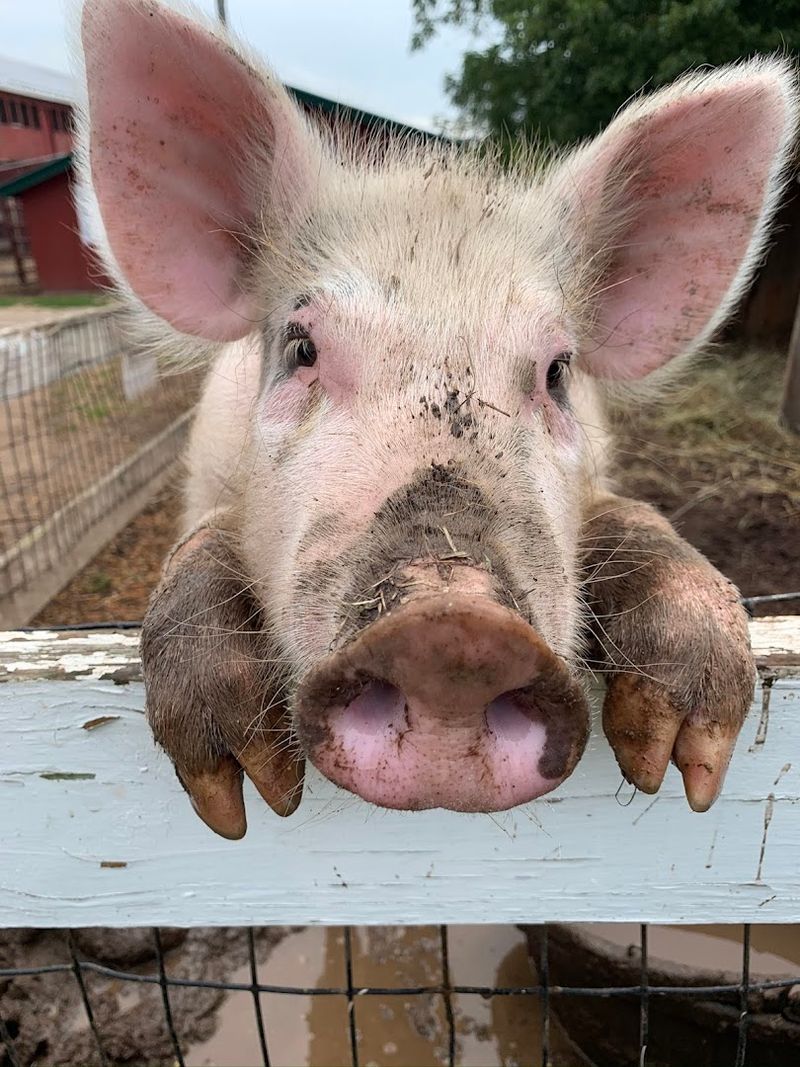 A Sweet Outing For Young Animal Lovers