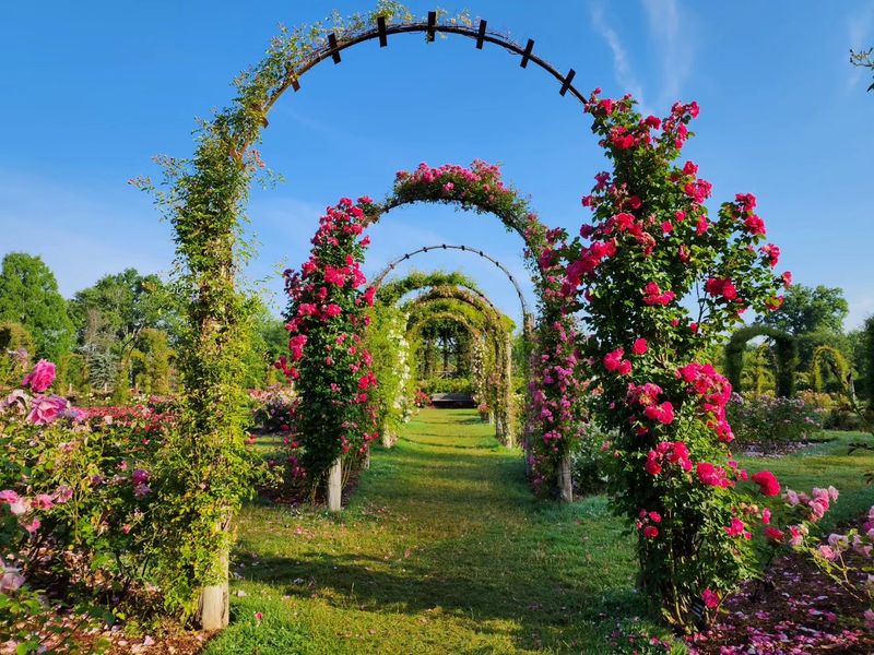 Wander Beneath The Rose-Covered Arches