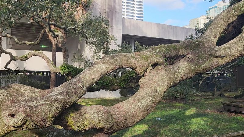 The Science Behind A 250-Year-Old Live Oak
