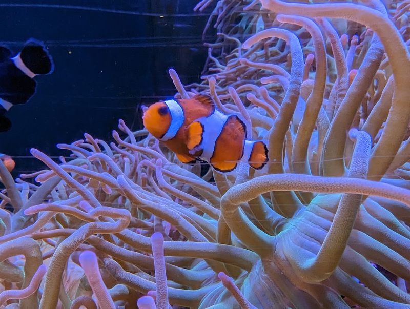 Tips For Making The Most Of Your Aquarium Adventure