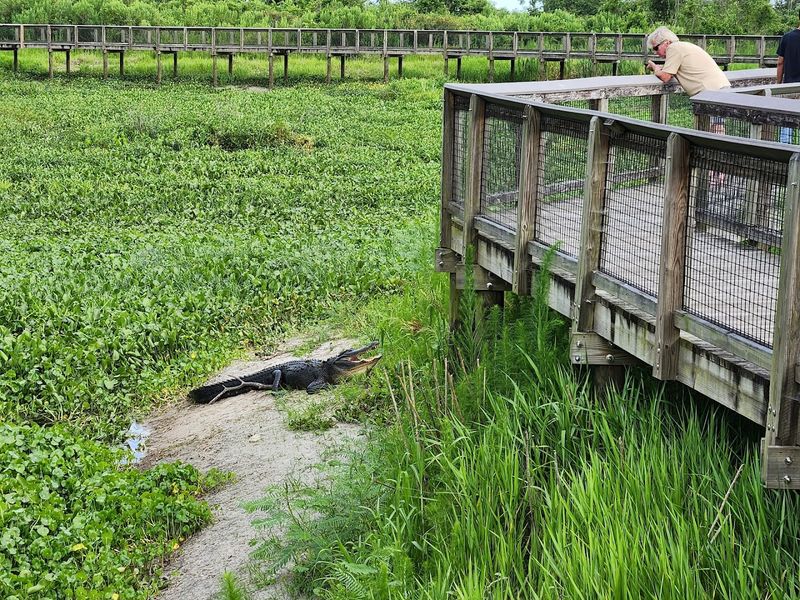 Wildlife Encounters Beyond The Horses And Bison