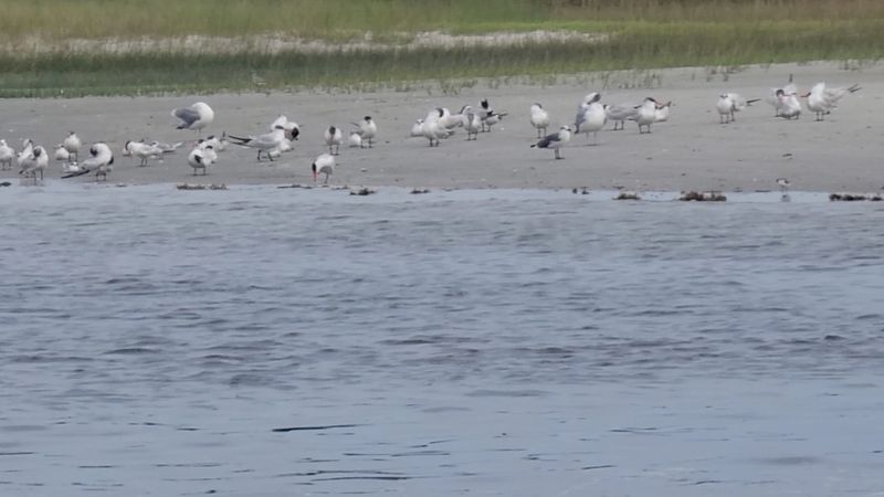 Coastal Birds Give Every Quiet Stretch More Movement