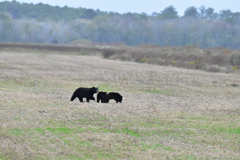Open Fields Make Sightings Feel Possible