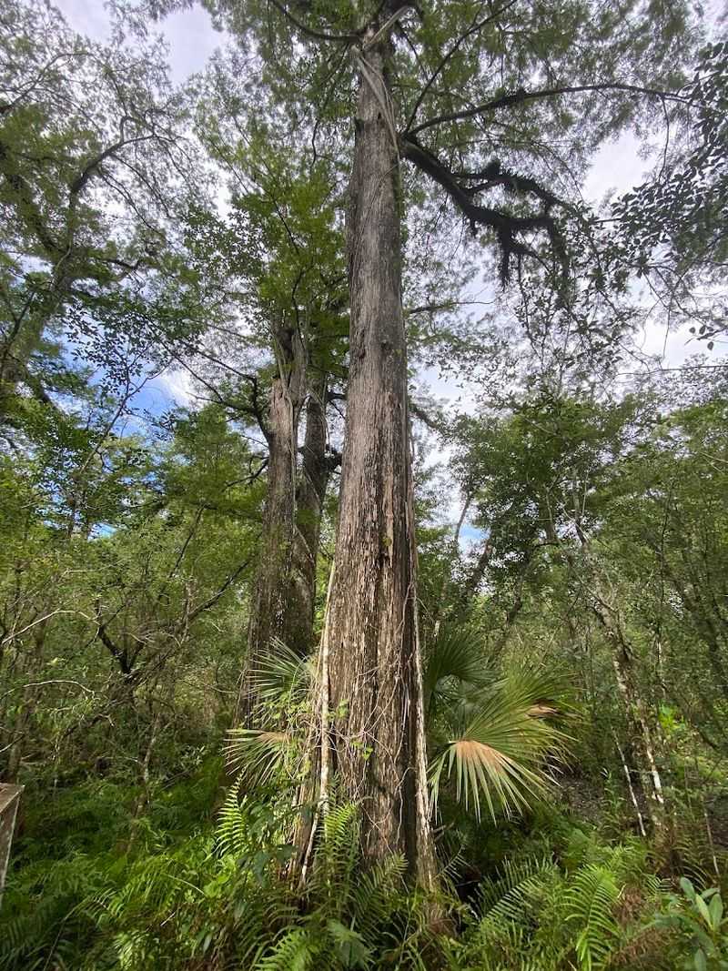 The Ghost Orchid Discovery That Stopped Everyone In Their Tracks