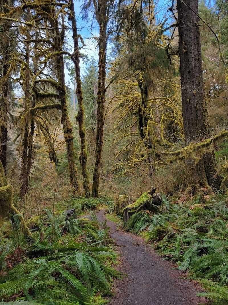 The Spruce Nature Trail And Hoh River