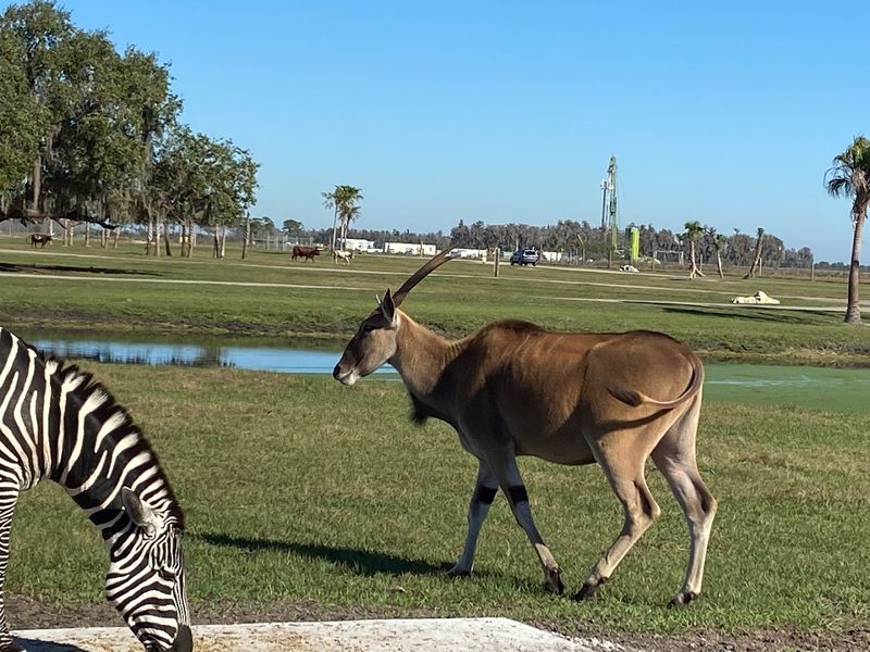 The Drive-Thru Safari That Covers 170 Acres