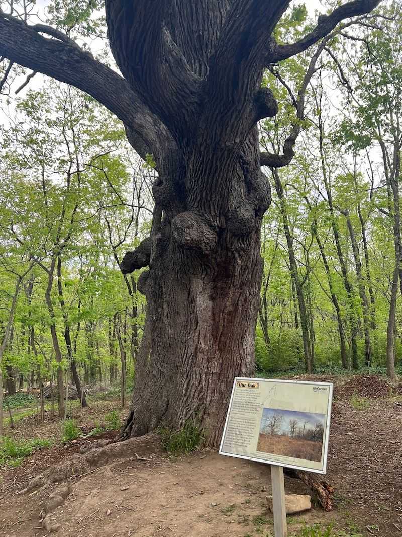 Community Events Like Poetry Under The Trees