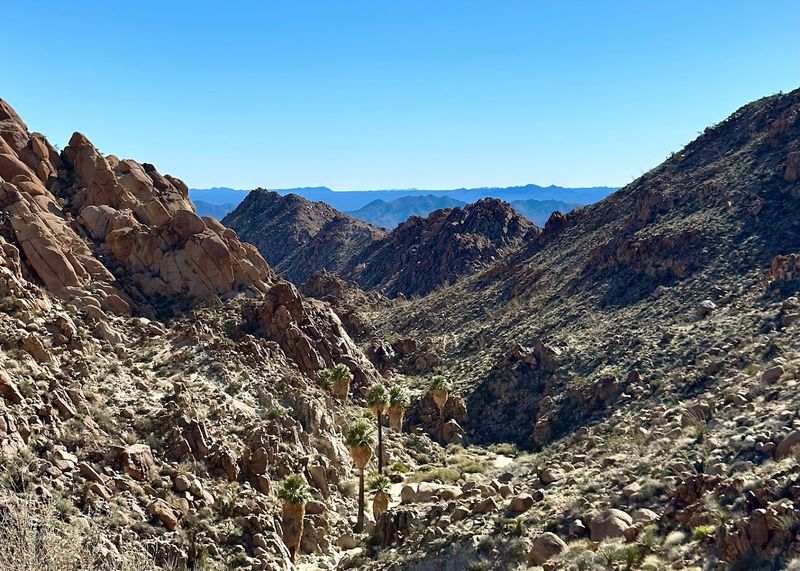 Joshua Tree National Park, Lost Palms Oasis Trail