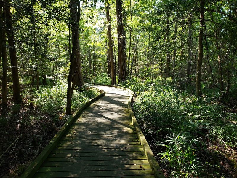 Dismal Swamp State Park - Swamp Boardwalk Trail