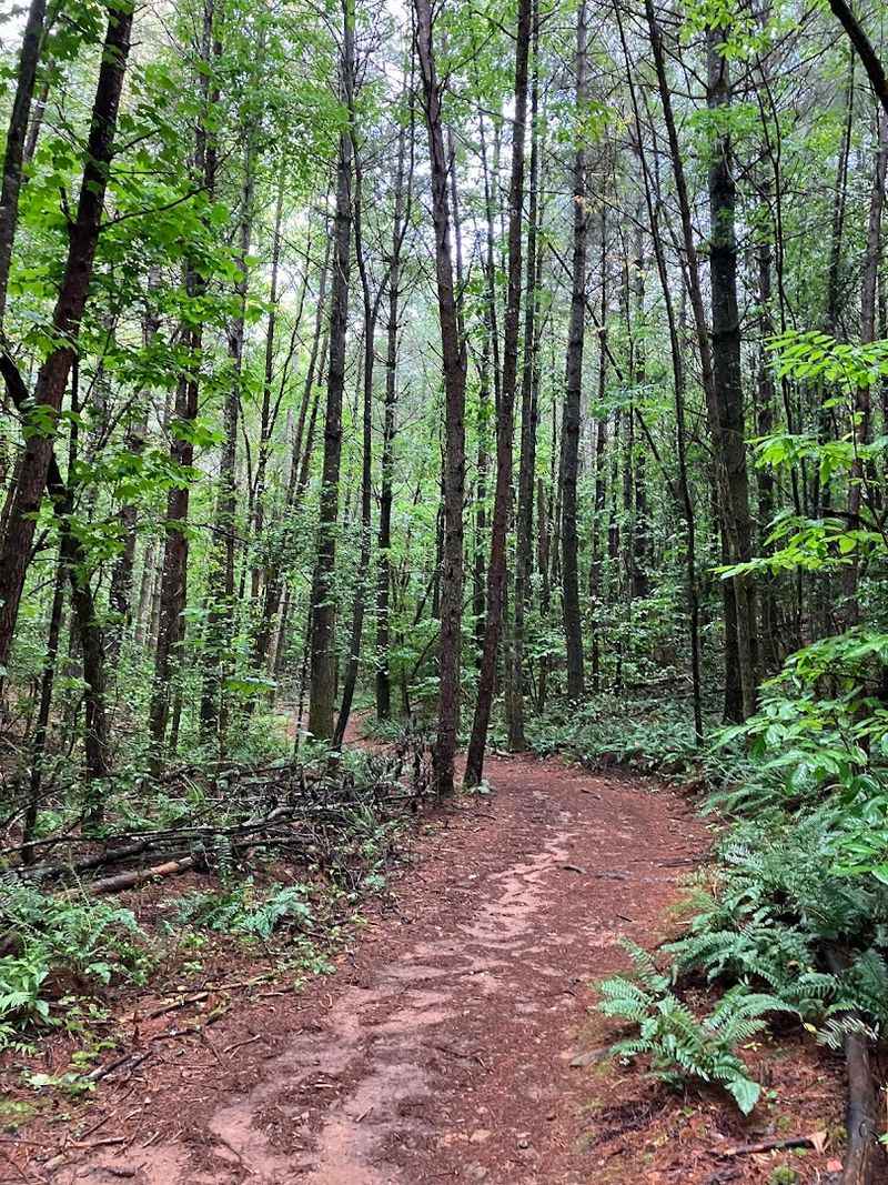 Slaughter Creek Trail: A Rewarding Wilderness Hike With Serious Solitude