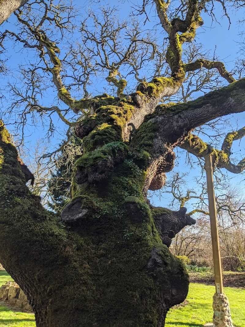 The Ancient Oak And Outdoor Grounds
