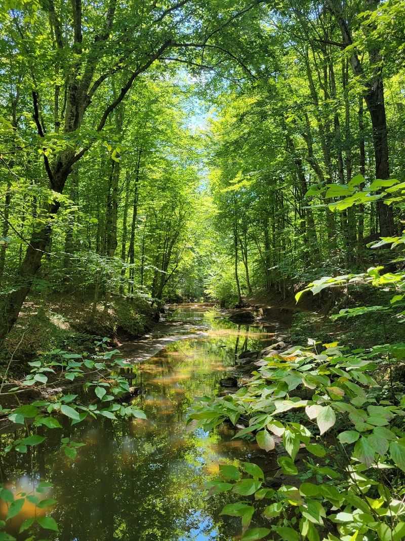Peaceful Fishing Ponds