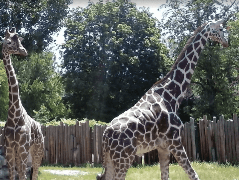 Zoo Boise