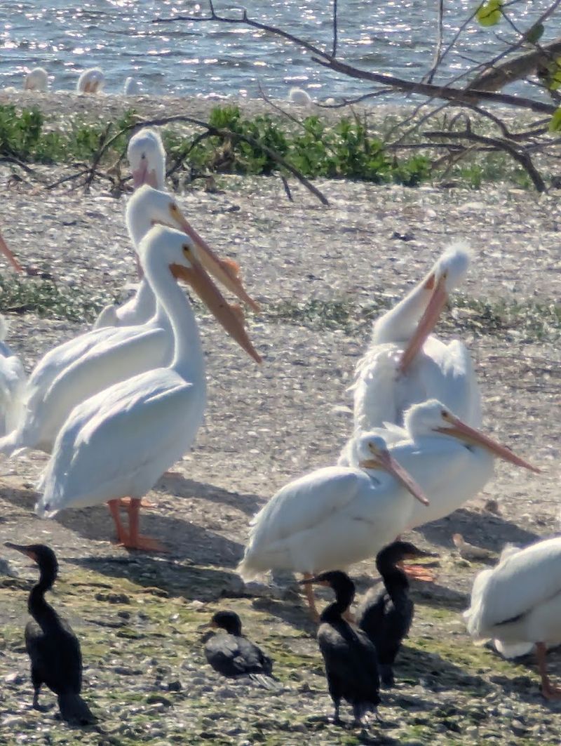This Unusual Florida Town Leaves Visitors Completely Fascinated - Decor Hint Wildlife That Comes To You