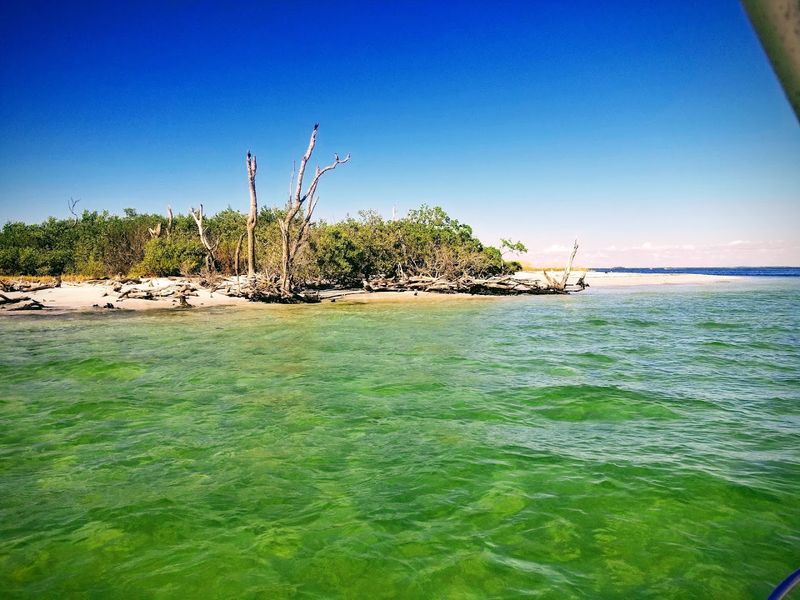 Dolphin And Manatee Sightings In The Wild
