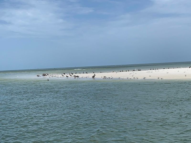 Where Dolphins Are Just The Beginning