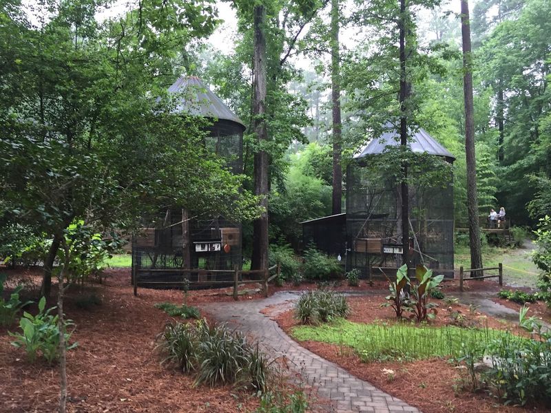 The Nocturnal Lemur Habitat