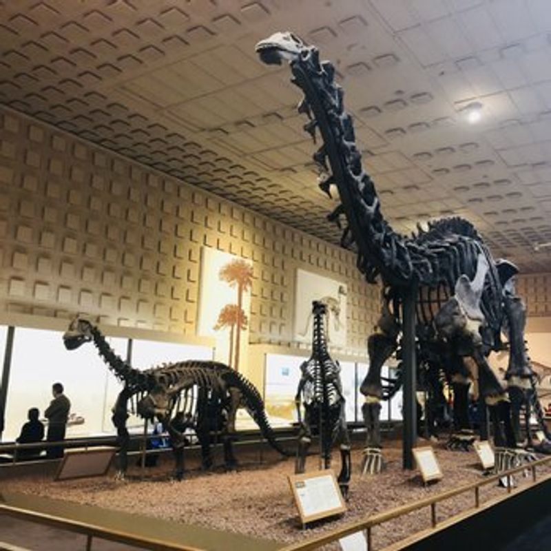 Yale Peabody Museum Of Natural History