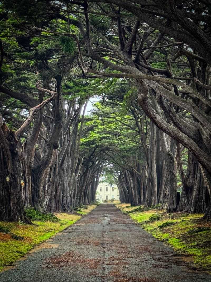 What Makes The Cypress Trees Themselves So Striking