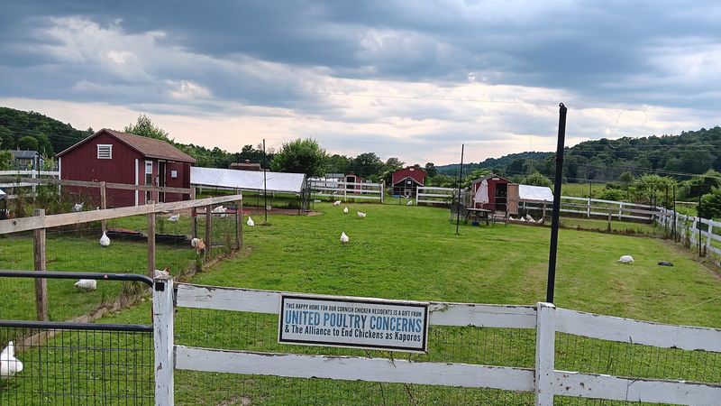The Petting Zoo That Stands Out