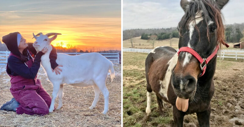 You Can Cuddle Horses And Meet Friendly Cows At This Heartwarming New Jersey Sanctuary