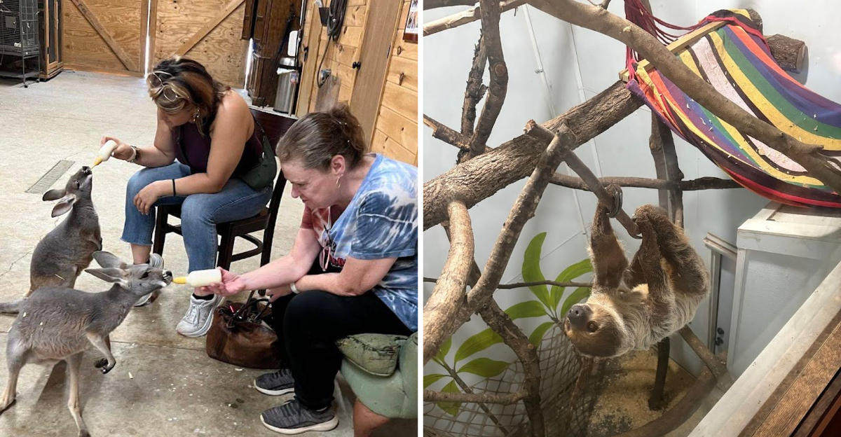 You Can Get Surprisingly Close To Kangaroos And Sloths At This Tennessee Farm - Decor Hint