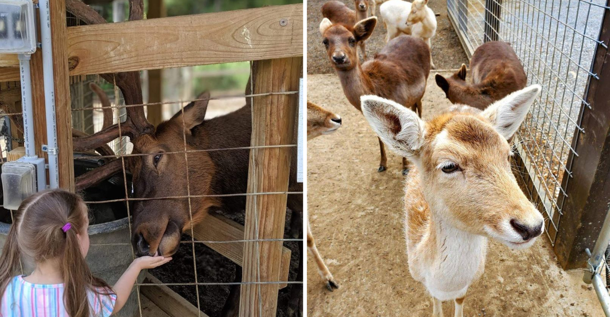 You Can Meet Deer And Exotic Creatures At This Tennessee Animal Farm - Decor Hint